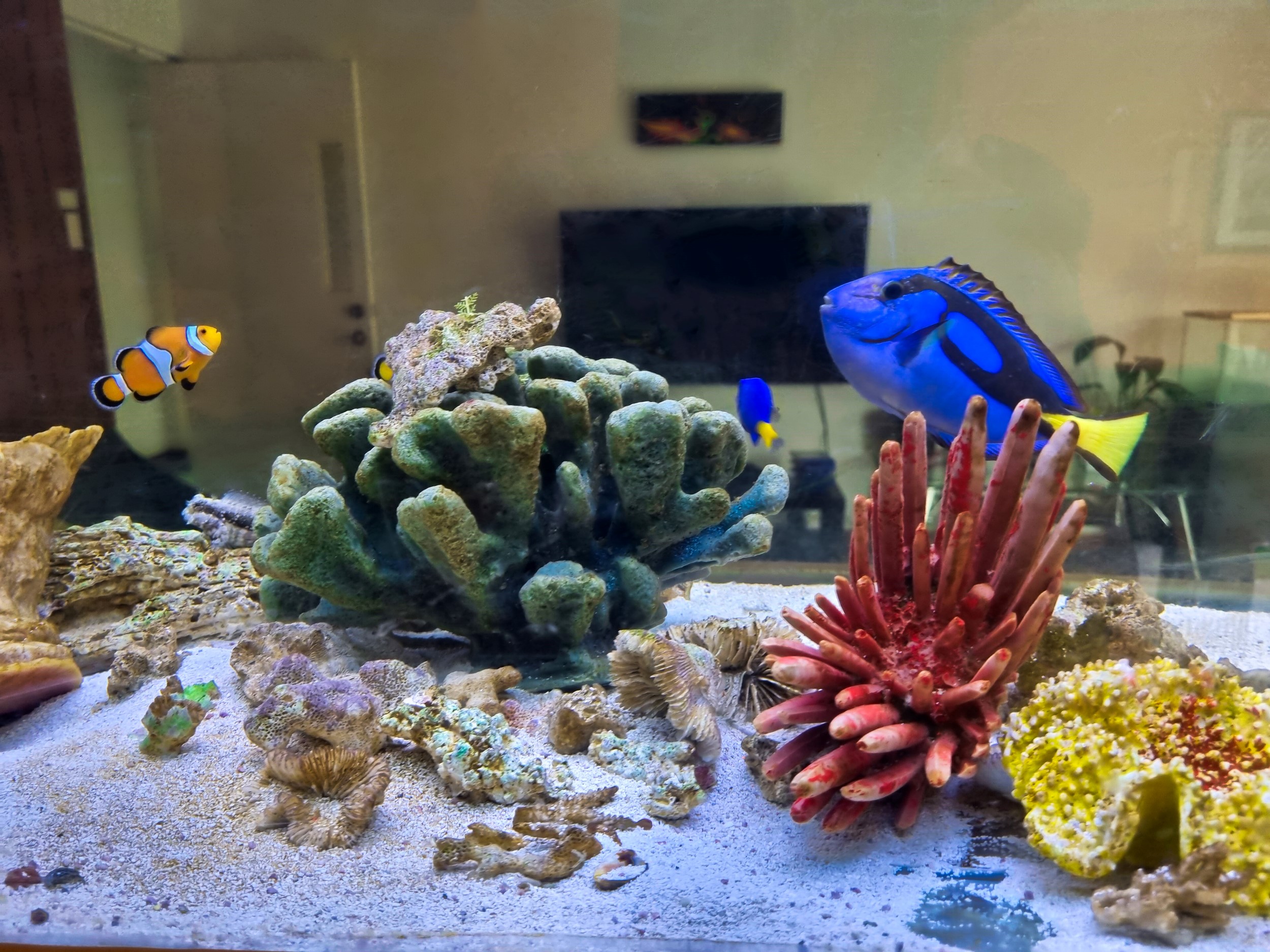 Nuestra enorme peecera marina es uno de los atractivos principales de las áreas comunes internas. Lleno de especies coloridas que te brindaran relajación compañía durante tu estadía